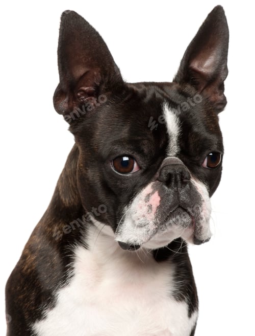 Preview: Close-up of Boston Terrier, 1 year old, in front of white background
