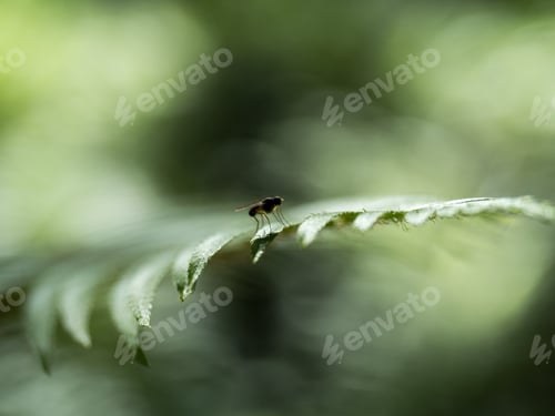 Preview: Close up of a fly on a fern in the forest.