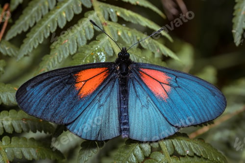 Preview: Butterfly resting on the fern