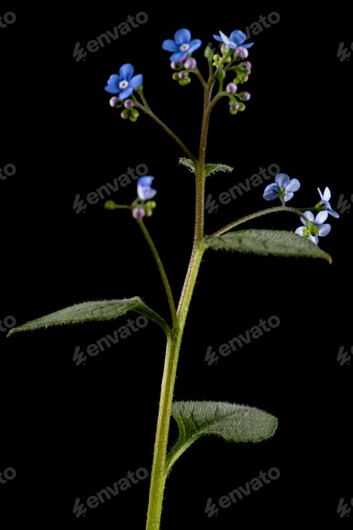 Preview: Blue flower of brunnera, forget-me-not, myosotis, isolated on black background