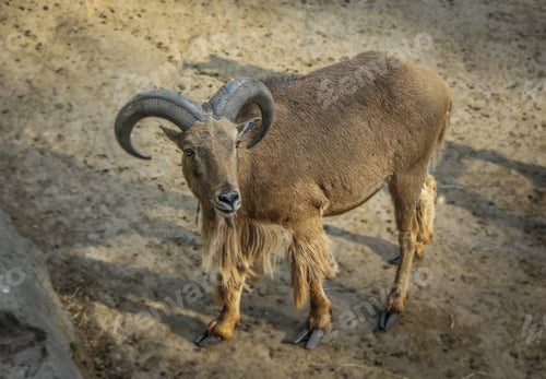Preview: Brown Barbary sheep (Ammotragus lervia).