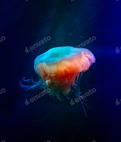 Preview: Beautiful jellyfish or medusa in the neon light in aquarium in new opened Prague medusarium