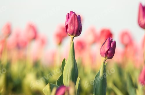 Preview: Fresh beautiful tulips in field, selective focus. Blooming flowers