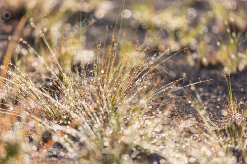 Preview: Wet grass