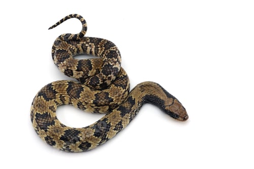Preview: False water cobra isolated on white background