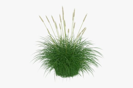 Preview: Dwarf Fountain Grass Bush - Hameln Pennisetum Alopecuroides