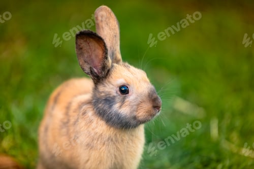 Preview: Cute bunny fluffy rabbit, Adorable rabbit on green garden nature background