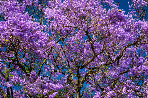 Preview: Jacaranda Tree in Full Bloom with Purple Flowers Against a Deep Blue Sky