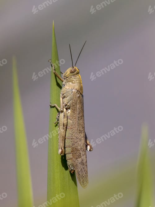 Preview: Migratory locust perched on plant
