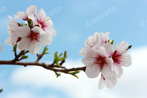 Preview: tree blooming in spring