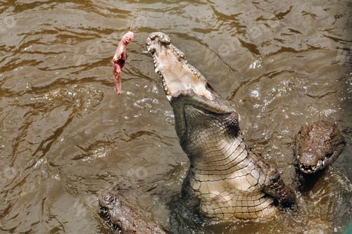Preview: Crocodile catches a piece of meat. La Vanilla Nature Park.Crocodiles