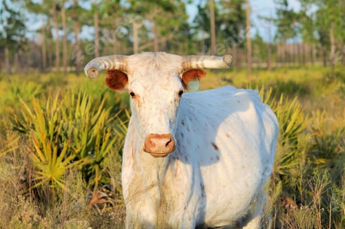 Preview: White cow stands in a lush green field looking at the camera.