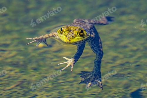 Preview: Closeup of a frog in a swamp under the sunlight