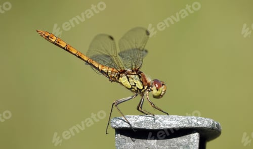 Preview: Common darter dragonfly on a stone with a blurred background