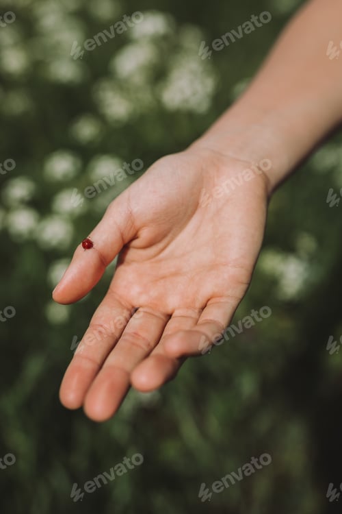 Preview: Selective closeup shot of a person holding a ladybug with a blurred background
