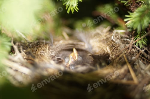 Preview: Closeup shot of a blackpoll warbler's nest in a forest