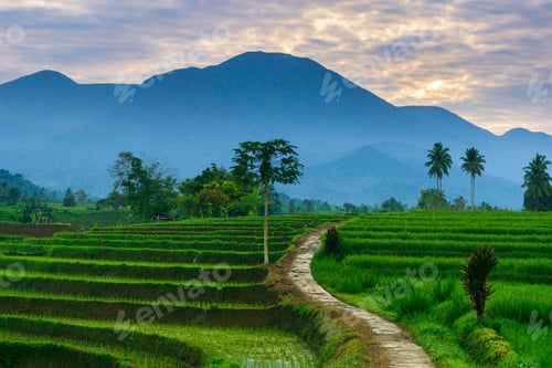 Preview: indonesia beauty landscape paddy fields in north bengkulu natural beautiful morning view from asia
