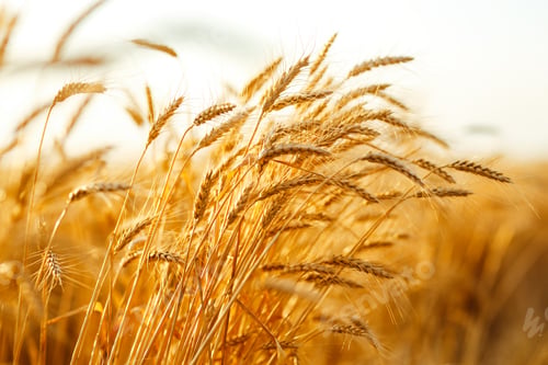 Preview: Amazing agriculture sunset landscape.Growth nature harvest. Wheat field natural product.
