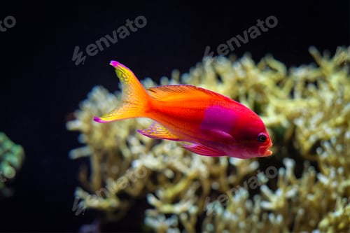 Preview: Squarespot anthias Pseudanthias pleurotaenia fish underwater in sea