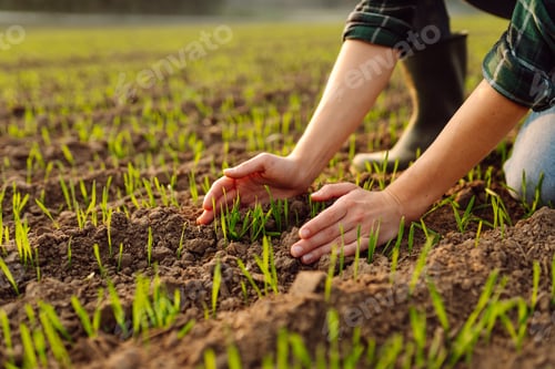 Preview: Farmer holds a young green wheat sprouts in hands checking quality of new crop. Concept of ecology.