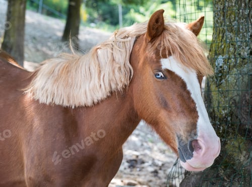 Preview: Flaxen pony with blue eyes
