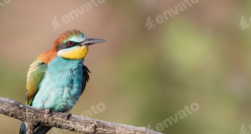 Preview: European bee-eater, Merops apiaster. Close-up of the bird against a beautiful blurred background
