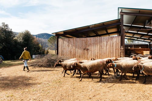 Preview: Woman walking with herd of sheep on farm at countryside