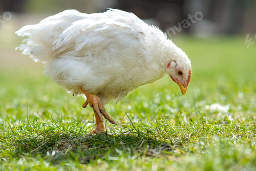 Preview: Hen feed on traditional rural barnyard. Close up of chicken standing on barn yard with green grass
