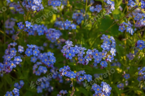 Preview: Blue Forget me not Flowers Blooming on green background.