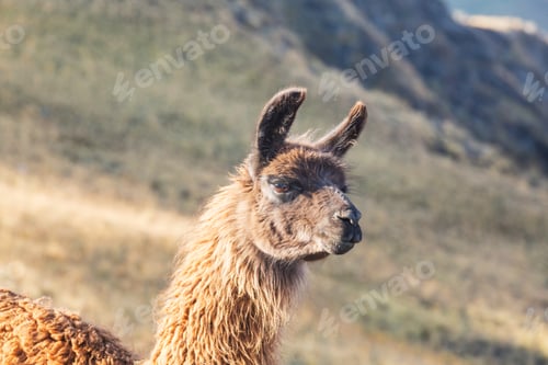 Preview: Llama