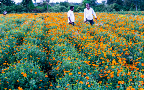 Preview: Indian farmer in marigold flower field.