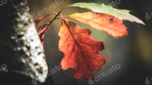 Preview: Sun-drenched tree branch is adorned with autumn leaves