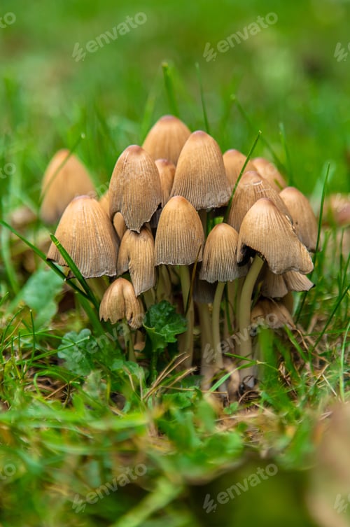 Preview: Bad mushrooms in the forest. Selective focus.