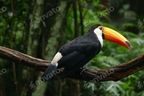 Preview: Close-up profile view of a Toco toucan perching on the branch before the greenery