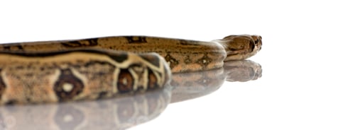 Preview: Boa constrictor