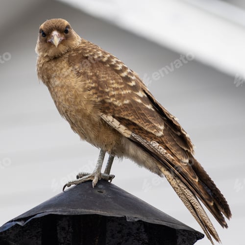 Preview: Closeup shot of a Common kestrel perched on a black metal pole with a blurred background