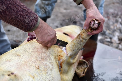 Preview: Slaughterman is cutting off the legs of the slaughtered pig