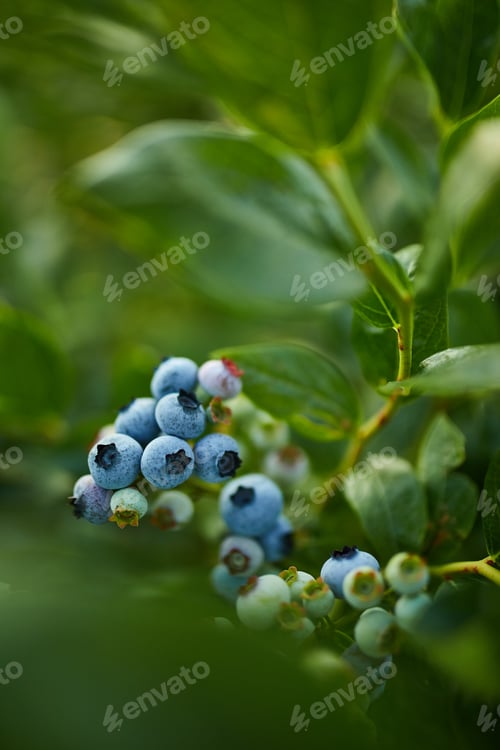 Vista previa: Blueberry bush on sunset, organic ripe with succulent berries, just ready to pick