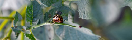 Preview: Colorado potato beetle crawling on potato leaves