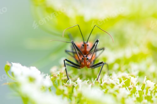 Preview: Red stink bug mating on a plant in the wild