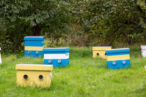 Preview: Beehives In The Apple Orchard