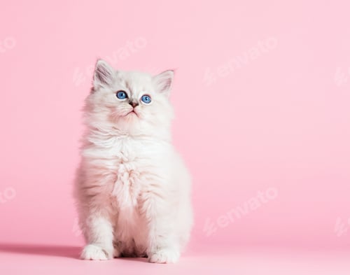 Preview: Ragdoll cat, small cute kitten portrait on pink background