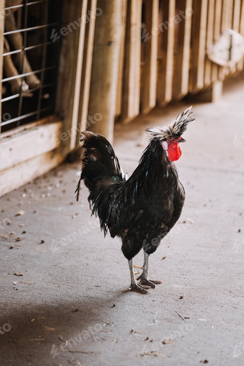 Preview: A rooster in a barn