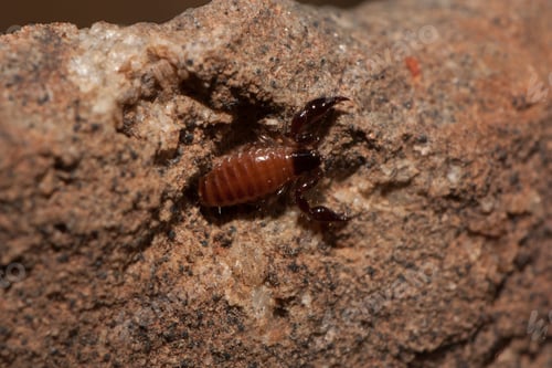 Preview: Macro shot of a pseudoscorpion lying on the brown rocky ground