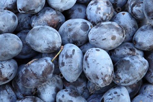 Preview: Plums