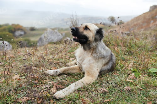 Preview: purebred dog outdoors lying on the grass travel friendship