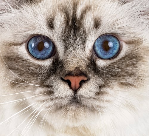 Visualização: gato birman no estúdio