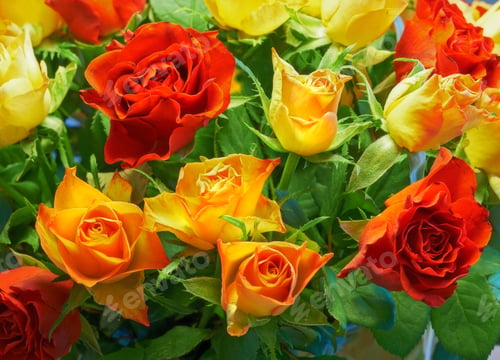 Preview: Roses are the perfect gift