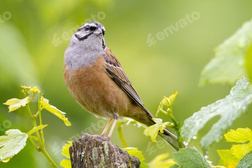 Preview: Rock bunting bird perched atop a rustic tree branch in a natural outdoor setting