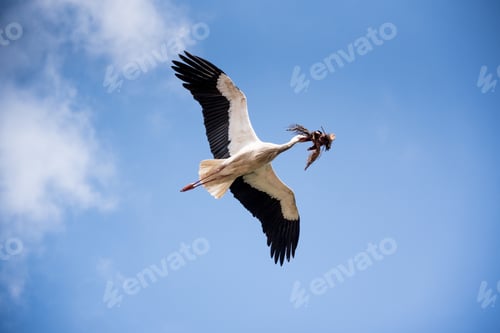 Preview: Low angle shot of a beautiful stork flying in the blue sky carrying tree branches